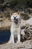 AKITA INU 333